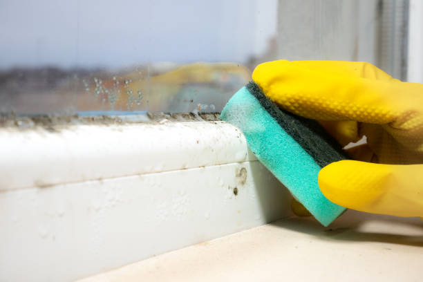 Best Commercial Mold Removal  in Oyster Bay Cove, NY