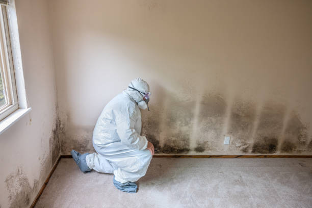 Certified Mold Removal in Oyster Bay Cove, NY