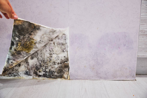 Crawl Space Mold Removal in Oyster Bay Cove, NY
